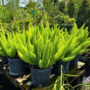 Futaba Seeds, Asparagus densiflorus Flower Seeds