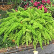 Futaba Seeds, Asparagus densiflorus Flower Seeds