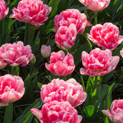Double Bloom Tulip Seeds