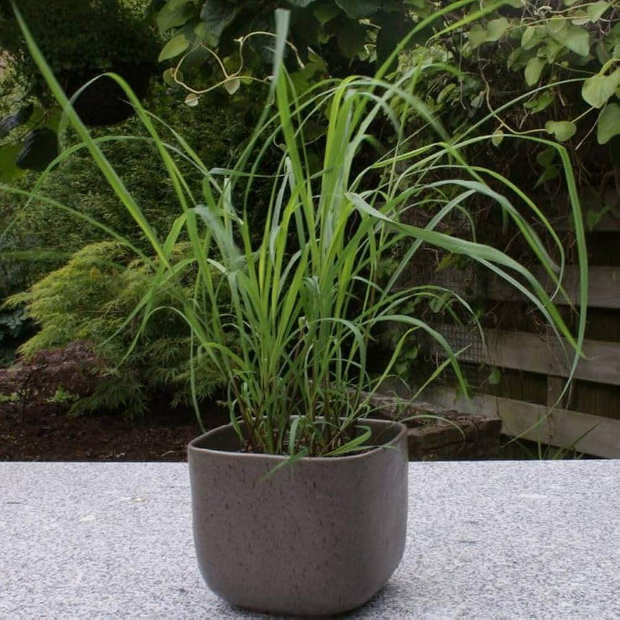 Fragrant Seeds, Cymbopogon nardus Herb Seeds