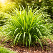 Fragrant Seeds, Cymbopogon nardus Herb Seeds