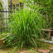 Fragrant Seeds, Cymbopogon nardus Herb Seeds