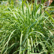 Fragrant Seeds, Cymbopogon nardus Herb Seeds