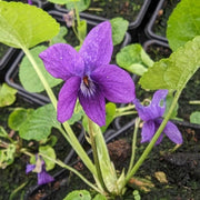 Wild Seeds, Viola odorata