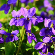 Wild Seeds, Viola odorata