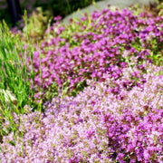 Fragrant Ground Cover Seeds - Herbal Plant