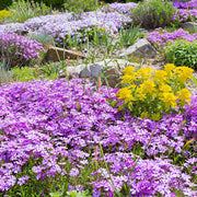 Fragrant Ground Cover Seeds - Herbal Plant