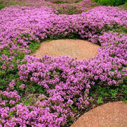 Fragrant Ground Cover Seeds - Herbal Plant