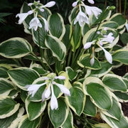 Fragrant Seeds, Hosta plantaginea