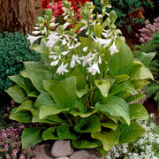 Fragrant Seeds, Hosta plantaginea
