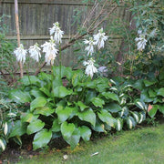 Fragrant Seeds, Hosta plantaginea