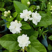 Fragrant Jasmine Seeds - Flower Plant