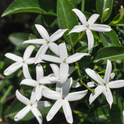Fragrant Jasmine Seeds - Flower Plant