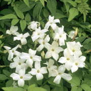 Fragrant Jasmine Seeds - Flower Plant
