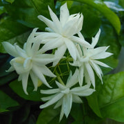 Fragrant Jasmine Seeds - Flower Plant