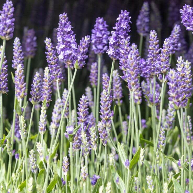 Fragrant Lavender Seeds - Herbal Seeds