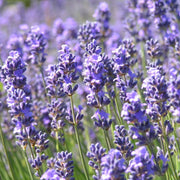 Fragrant Lavender Seeds - Herbal Seeds