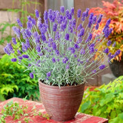 Fragrant Lavender Seeds - Herbal Seeds