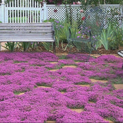 Fragrant Lawn Replacement - Herbal Seeds