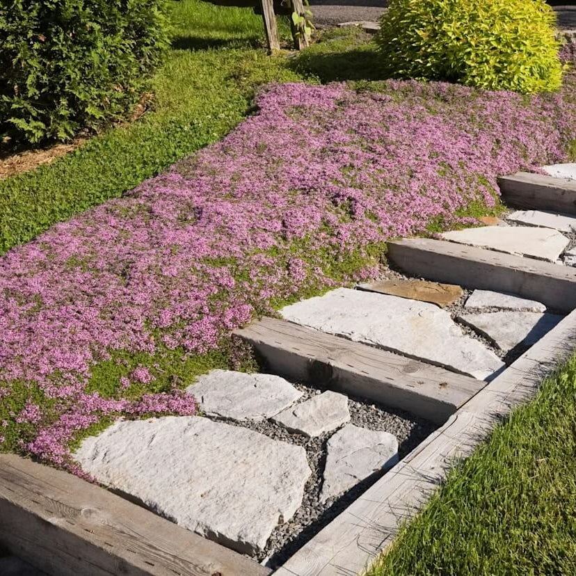 Fragrant Lawn Replacement - Herbal Seeds