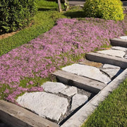 Fragrant Lawn Replacement - Herbal Seeds