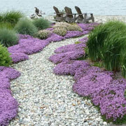 Fragrant Lawn Replacement - Herbal Seeds