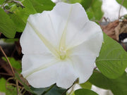 Moonflower Seeds – Ipomoea alba