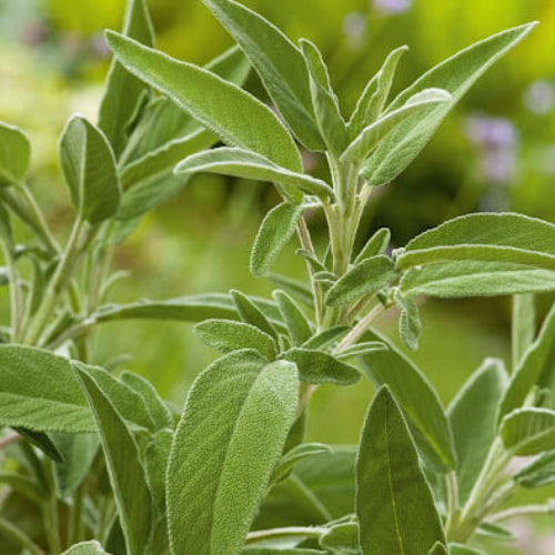 Fragrant Sage Plant Seeds - Herbal Plant