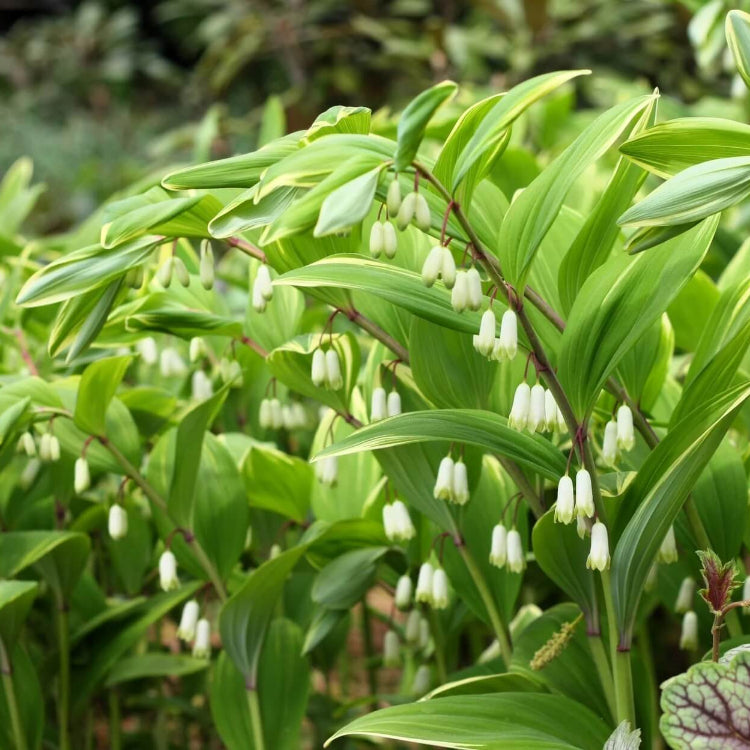 Fragrant Solomon's Seal Seeds