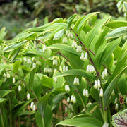 Fragrant Solomon's Seal Seeds