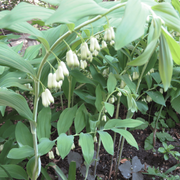 Fragrant Solomon's Seal Seeds