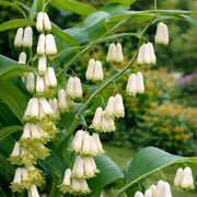 Fragrant Solomon's Seal Seeds