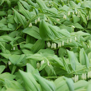 Fragrant Solomon's Seal Seeds