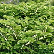 Fragrant Solomon's Seal Seeds