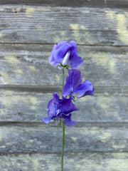 Sweet Pea Seeds – Lathyrus odoratus