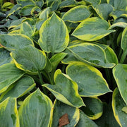 Frances Williams Hosta Seeds - Flower Plant
