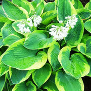 Frances Williams Hosta Seeds - Flower Plant