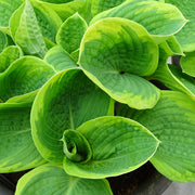 Frances Williams Hosta Seeds - Flower Plant