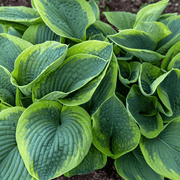 Frances Williams Hosta Seeds - Flower Plant