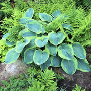 Frances Williams Hosta Seeds - Flower Plant