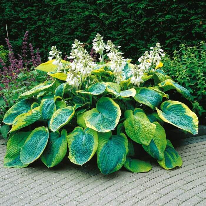 Frances Williams Hosta Seeds - Flower Plant