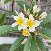 Frangipani Seeds - Flower Plant for Home Gardens