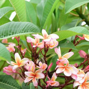Frangipani Seeds - Flower Plant for Home Gardens