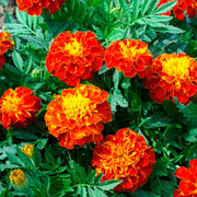 French Marigold Seeds