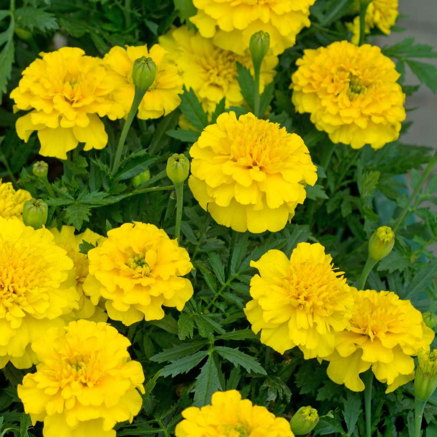Safari Yellow Marigold Seeds