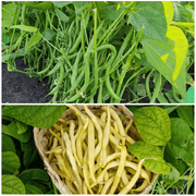 Dwarf French Bean Seeds