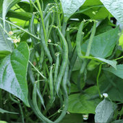 Dwarf French Bean Seeds