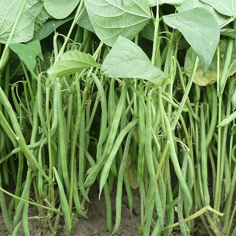 Dwarf French Bean Seeds