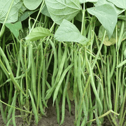 Dwarf French Bean Seeds