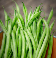 Slenderette Green French Bean Seeds